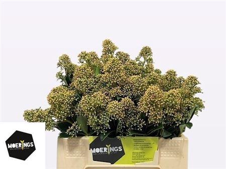 <h4>Skim J Snow White Bs</h4>