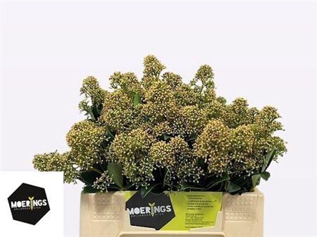 <h4>Skim J Snow White Bs</h4>