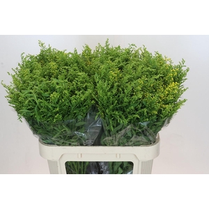 Solidago Golden Glory