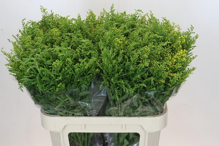 <h4>Solidago Golden Glory</h4>