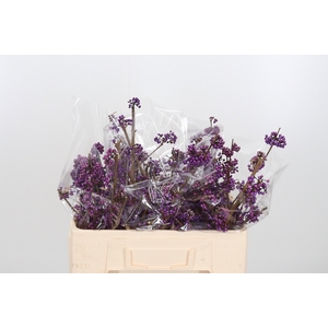 Callicarpa Bod Profu