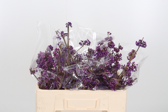 <h4>Callicarpa Bod Profu</h4>