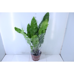 ASPLENIUM NIDUS P20