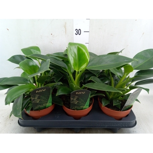 Philodendron  'Green Princess'