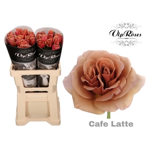 R GR CAFE LATTE x 20