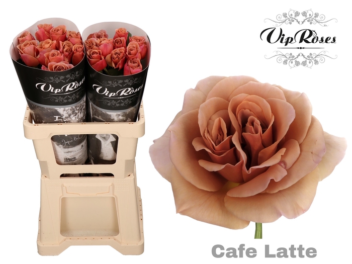 R GR CAFE LATTE x 20