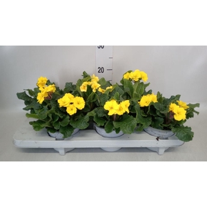 Primula elat. 'Stella Gelb'