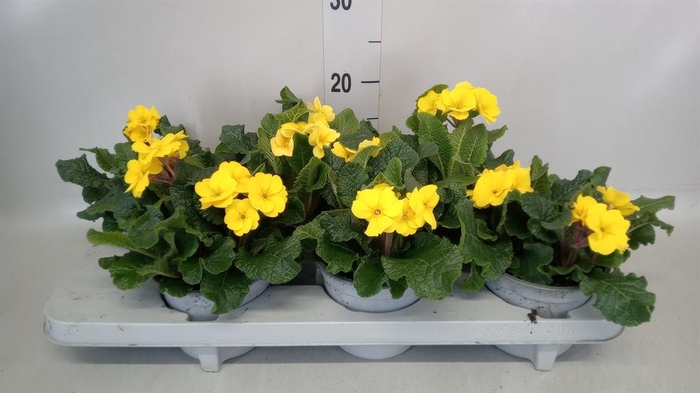 <h4>Primula elat. 'Stella Gelb'</h4>
