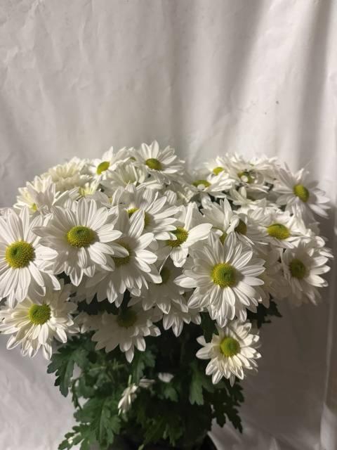 <h4>CHR T BACARDI</h4>