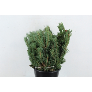 PINUS MUGO 400GR