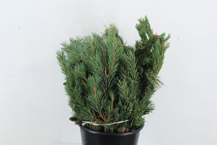 <h4>PINUS MUGO 400GR</h4>