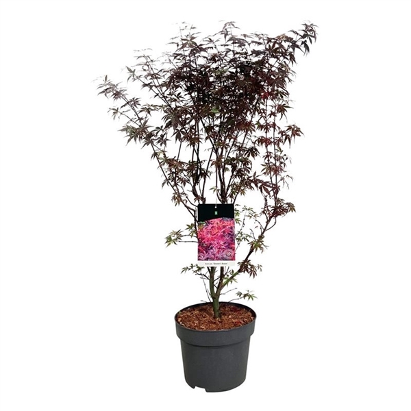 <h4>Acer pal. 'Skeeter's Broom'</h4>