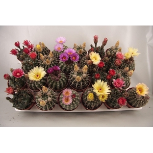 CACTUS BLOEIEND GEM