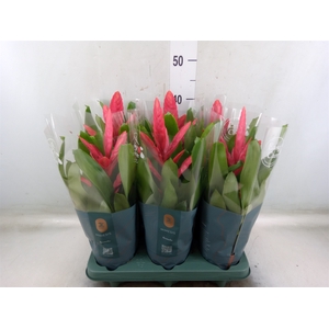 Vriesea  'Intenso Pink'