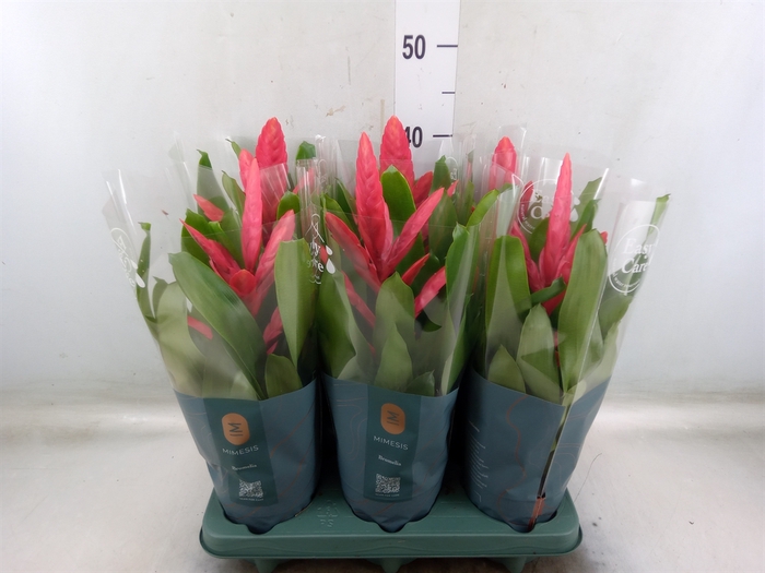 <h4>Vriesea  'Intenso Pink'</h4>