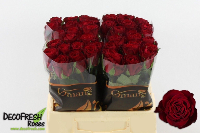 <h4>R Gr Madam red</h4>