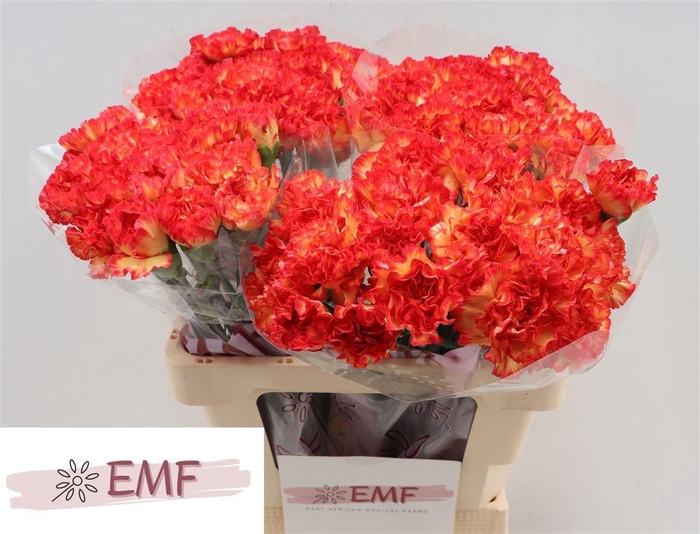 <h4>Di St Zenit</h4>