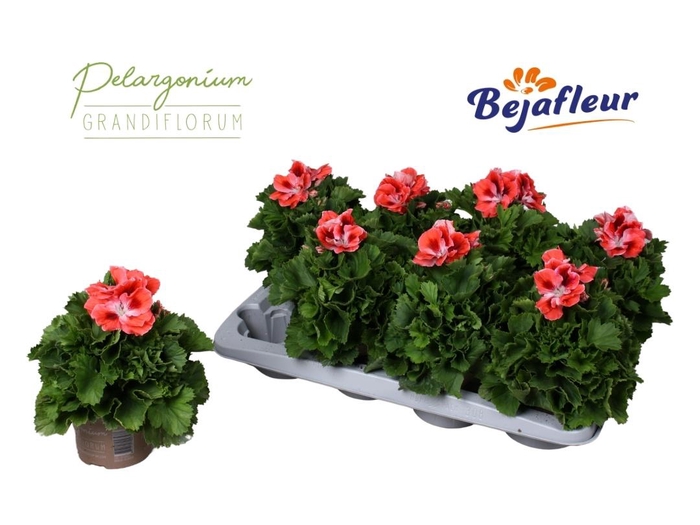 <h4>PEL GR MANDARINO</h4>