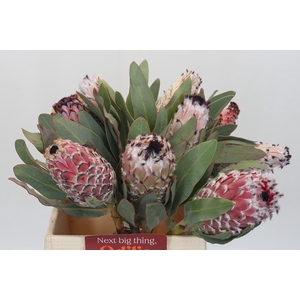 Protea Barbigera
