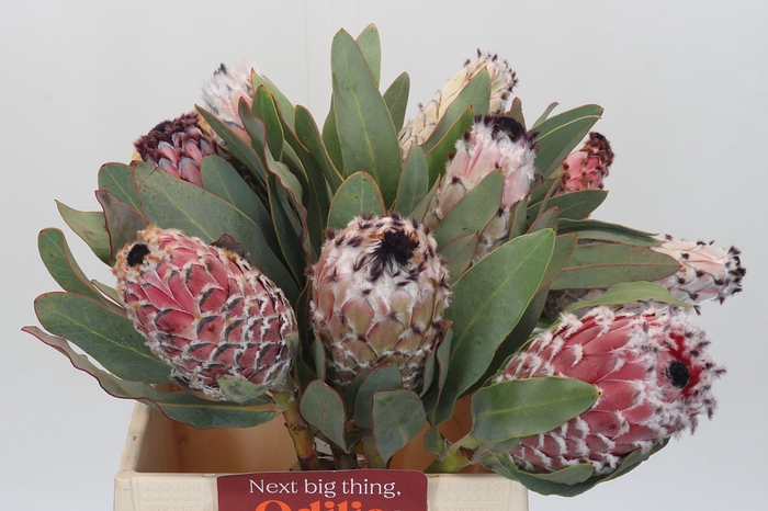 <h4>Protea Barbigera</h4>