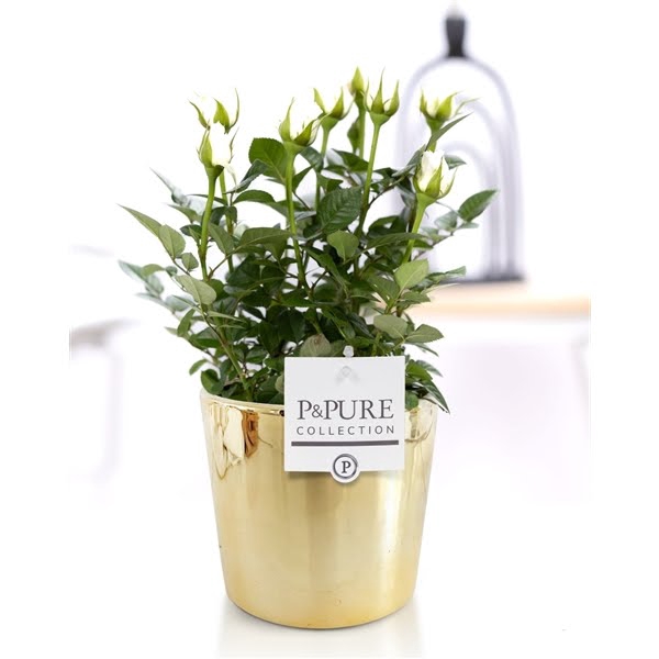 <h4>Rosa white in P&PURE Laryssa ceramics shiny gold</h4>