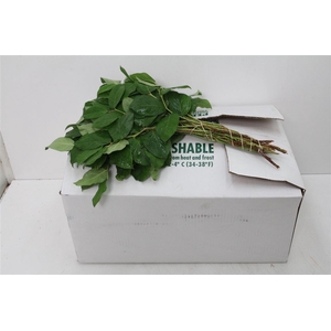 Salal Tips X25 (p. Bos) Air