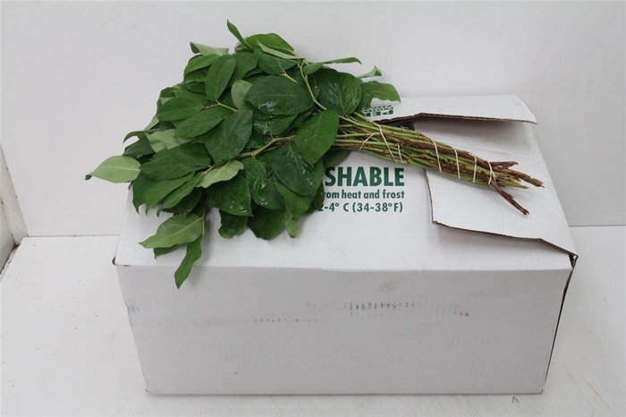 <h4>Salal Tips X25 (p. Bos) Air</h4>