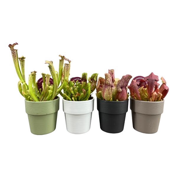 <h4>Sarracenia mix 5,5 cm in sierpot</h4>