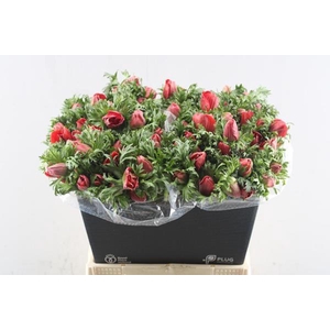 Anem Co Marianne Red