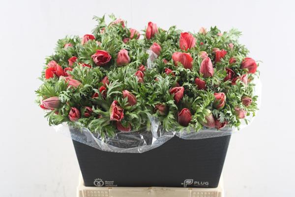 <h4>Anem Co Marianne Red</h4>