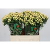 Hypericum Magical White Prince