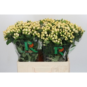 Hypericum Magical White Prince