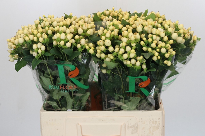 <h4>Hypericum Magical White Prince</h4>