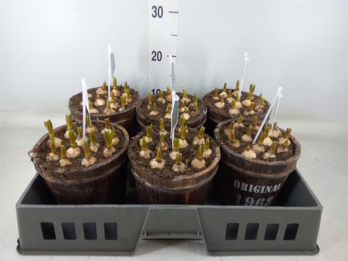 <h4>Arr.  Muscari L%</h4>