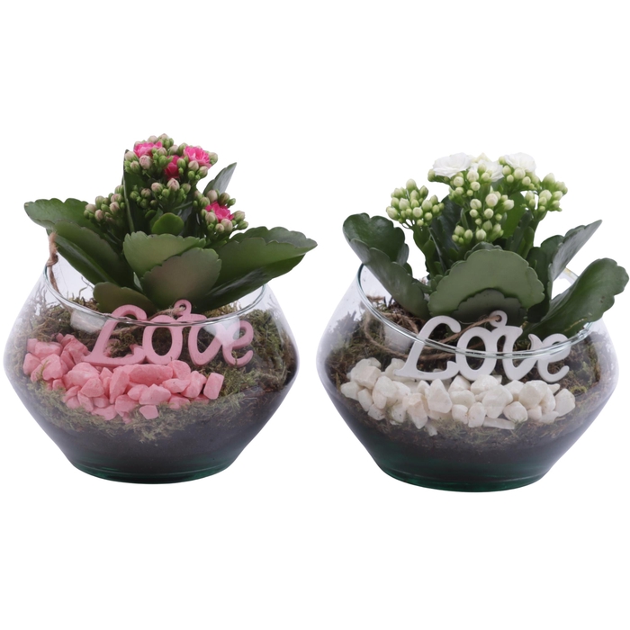 <h4>Mothersday Arr. Indoor Glass Oblique UFO Vase Ø15cm 1PP</h4>