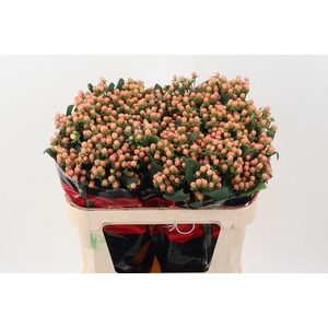 Hyp Mellow Romance