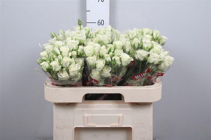 <h4>R Tr Snowflake X5</h4>