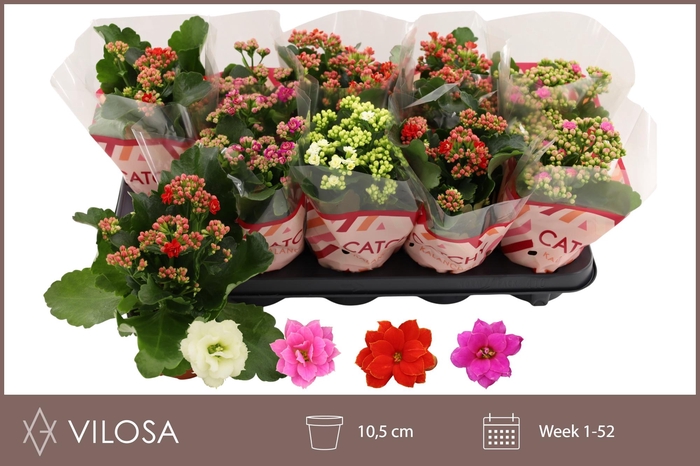 <h4>KAL GE GEM 4 KL</h4>