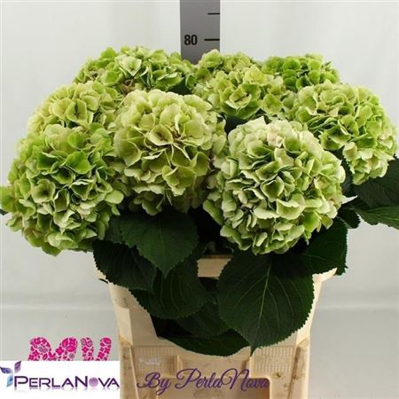 <h4>Hydr M Verena Cl Groen 80 Cm</h4>