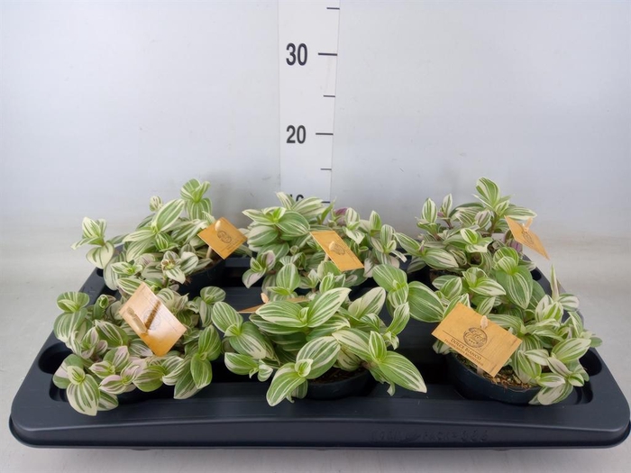 <h4>Tradescantia ...</h4>