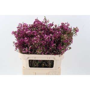 Chamelaucium 'Nina's Delight'