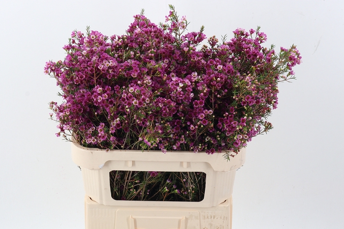 <h4>Chamelaucium 'Nina's Delight'</h4>