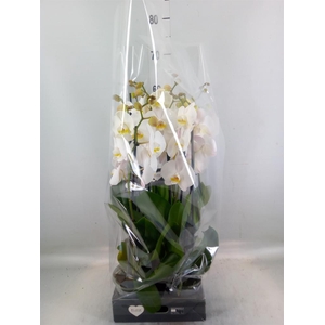 Phalaenopsis  'Ant Cambridge'