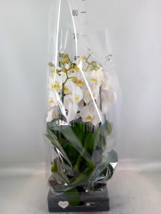 <h4>Phalaenopsis  'Ant Cambridge'</h4>