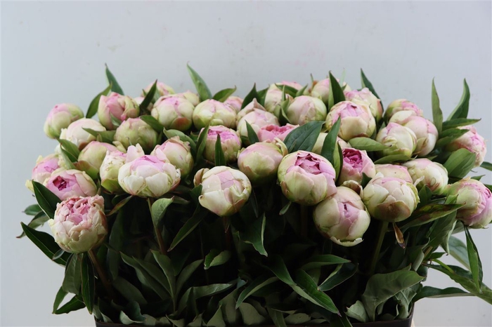 <h4>Paeo L Pink Giant</h4>
