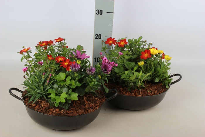 <h4>ARR TUINPLANTEN</h4>