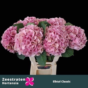 Hydr M Elbtal Cl