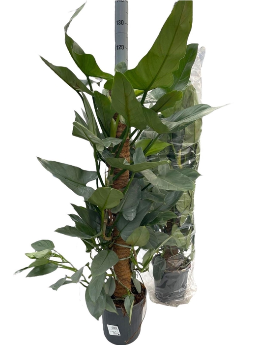 <h4>PHIL SQUAMIFERUM</h4>