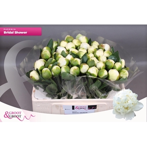 PAEO L BRIDAL SHOWER