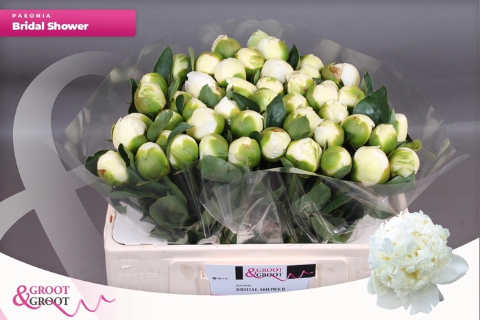 <h4>PAEO L BRIDAL SHOWER</h4>